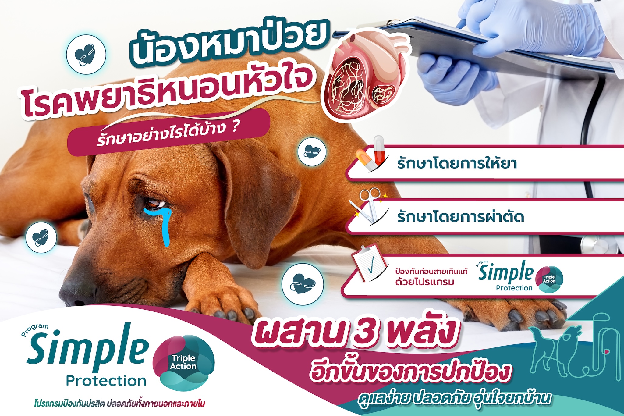 เพราะโรคพยาธิหนอนหัวใจ คือหนึ่งโรคร้ายที่อันตรายถึงชีวิต