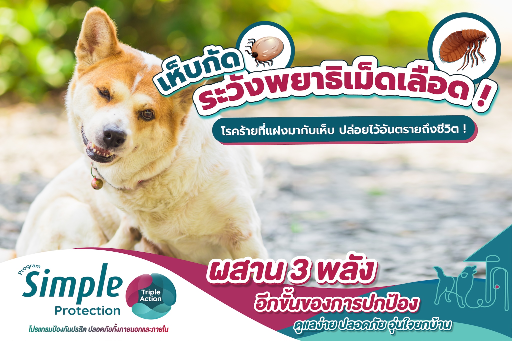 เห็บกัดระวังพยาธิเม็ดเลือด !